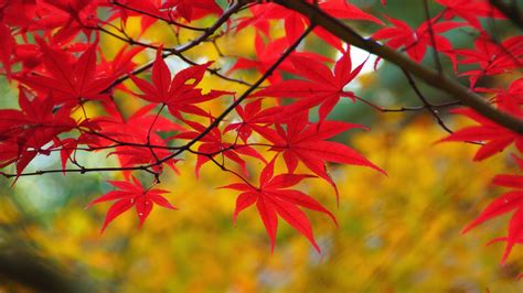1920x1080 Branch Leaves Maple Autumn Red Coolwallpapersme