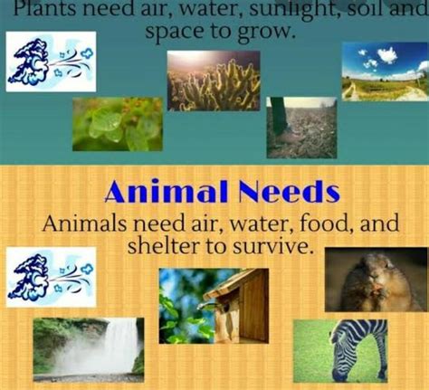 What Do Animal Need