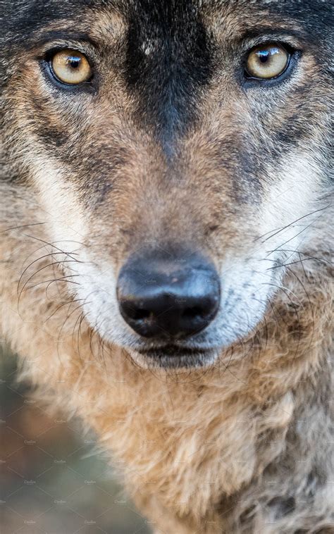 Cute iberian wolf portrait | High-Quality Animal Stock Photos ...