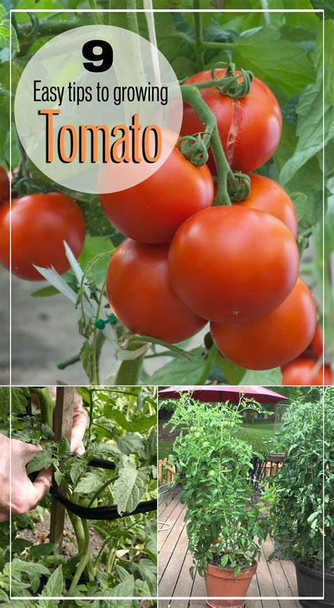 9 Easy Tips To Growing Tomato Plant Growing Tomatoes From Seed