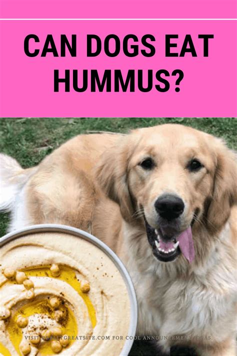 Can Dogs Eat Hummus? You Should Know Some Nutritional Facts! | Can dogs