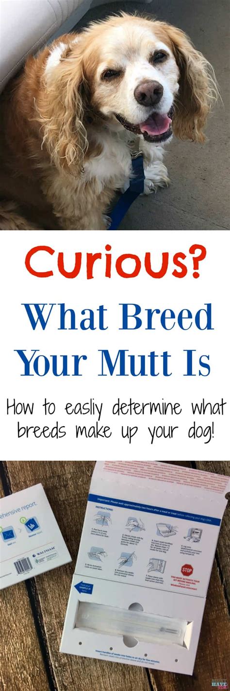 How To Determine What Breeds Your Dog Is Made Up Of Must Have Mom