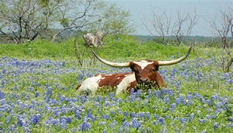 Winter rains make the texas bluebonnets bloom! Bluebonnet Fever: A Virtual Road Trip