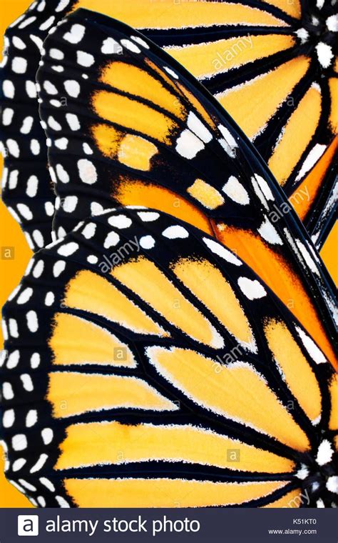Monarch Butterfly Danaus Plexippus Wing Pattern Close Up