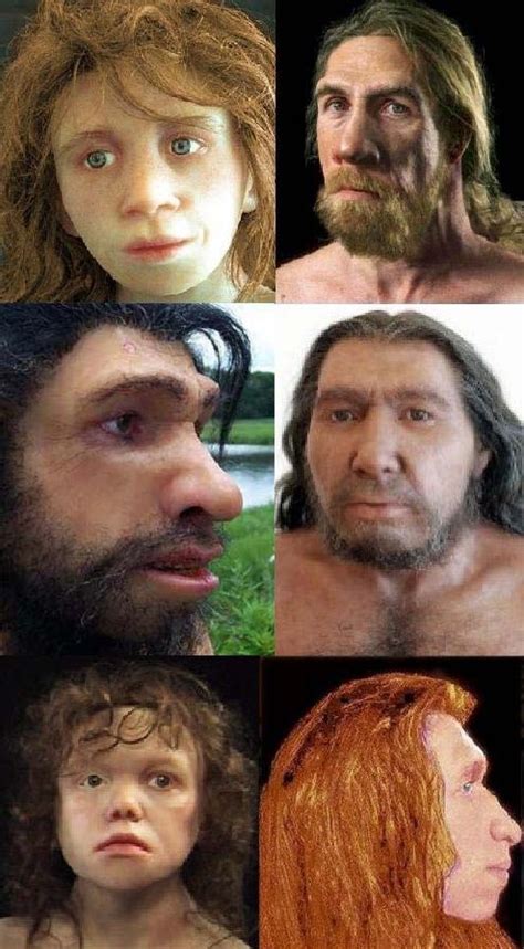 Reconstructions Of Neanderthal Man New Neanderthal Info From