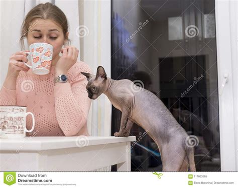 Bald Cat Climbs On The Table Curiously Looks Girl Sipping Tea Stock