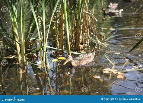 Duck In The Pond And Autumn Park Stock Photo Image Of Rays Beautiful