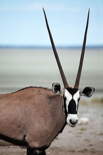 Gemsbok Oryx Oryx Leucoryx Once Classified As Extinct In The Wild
