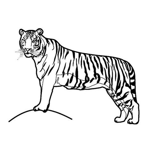 Our printable sheets for coloring in are ideal to brighten your family's day. A Tiger On Its Hunting Postition Coloring Page - Download ...