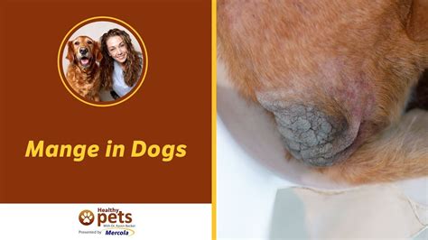 Mange from their pets, but it is known as scabies in. Mange in Dogs - Symptoms and Treatment - YouTube