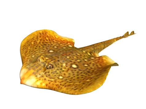Specializing in museum quality eagle ray mounts & eagle ray fish replicas, custom painted to match your photo, with over 40 years of experience. Eagle ray fish 3d model 3ds max files free download ...