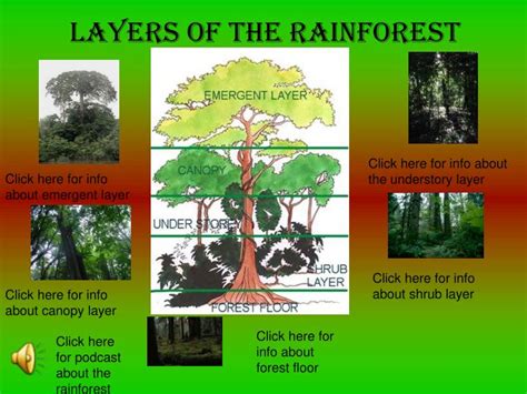Ppt Layers Of The Rainforest Powerpoint Presentation Free Download