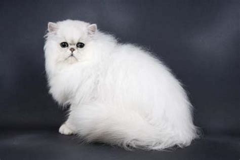 Persian Cat Breed Profile - CattyLicious.com