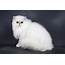 Persian Cat Breed Pro  CattyLiciouscom