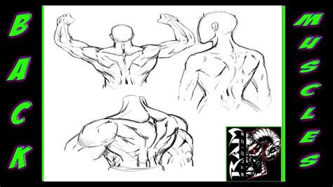 Anatomy of the human body for artists course. Drawing Anatomy - Study of the human back muscles - Narrated - YouTube