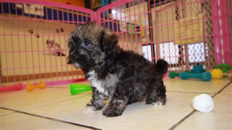 Puppies For Sale Local Breeders Adorable Havanese Puppies For Sale In