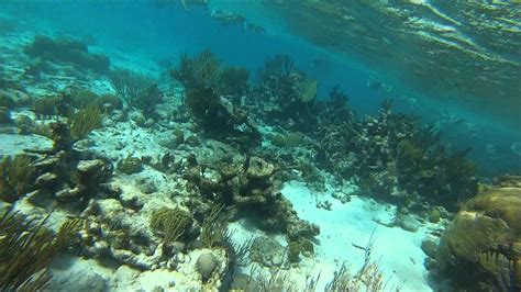 Snorkeling At The Coral Gardens In Grand Cayman Islands 01 10 13 Youtube