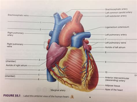 32 Label This Anterior View Of The Human Heart Labels