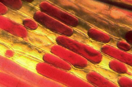 Can plant cell be turgid. MICROSCOPY UK / MICSCAPE - Onion epidermis, plasmolysis