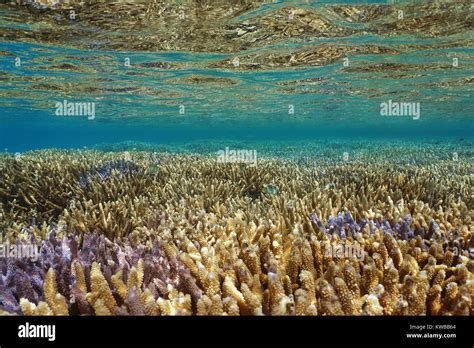 Pacific Ocean Healthy Coral Reef Underwater Close To Water Surface
