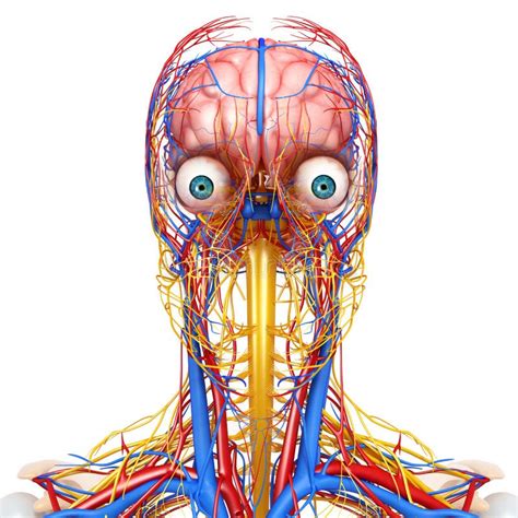 Circulatory And Nervous System Of Head Stock Illustration