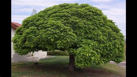 See more ideas about garden trees, small garden, small trees for garden. Dwarf "umbrella" Catalpa tree. | Pretty trees, Shade trees ...