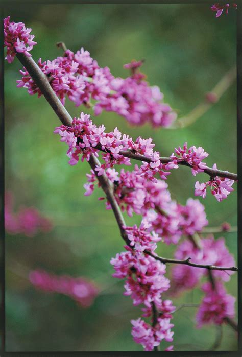 What kind of tree is this tree? The Complete Guide to Redbuds - Southern Living