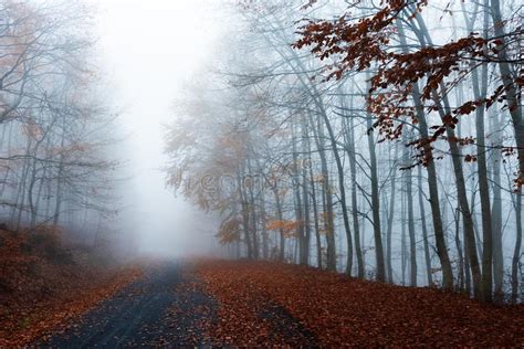 Foggy Forest Road Stock Photo Image Of Alley Glow 111797712