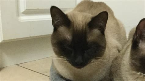 Lost Siamese Cat Sudbury News