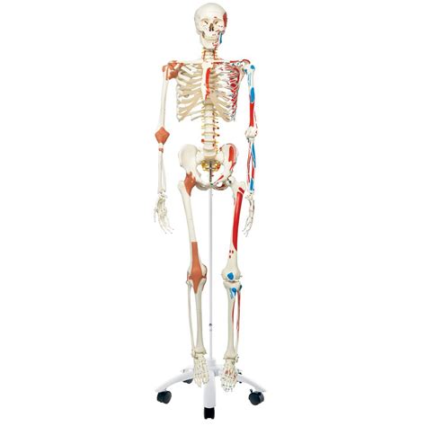 Print Human Muscle And Bones - Muscles and bones of the body - Stock
