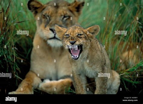 Two To Three Month Old Lion Cub With Lioness Panthera Leo Kruger
