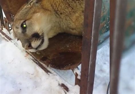 Whether this was utah's largest he left other honeycombs for the cabin owners to chew on. Mountain Lion Found Hiding under Cabin in Utah | OutdoorHub