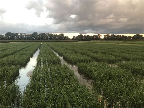 Top things to do in field of burnt rice. 2018 Rice Field Day - August 2, 2018 | Mississippi Crop ...