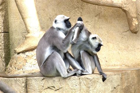 Fotos Gratis Fauna Silvestre Zoo Mamífero Mono Primate