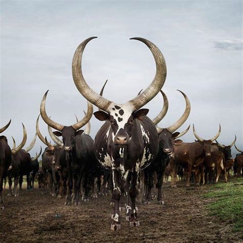 The African Ankole Cows And Their Majestic Horns Rnatureismetal
