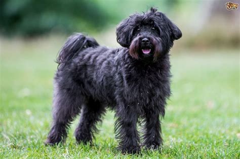 Schnoodle Rescues For Adoption Top 5 2023 We Love Doodles