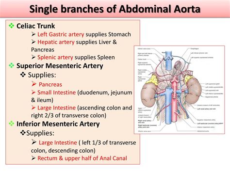 Ppt Major Arteries Of The Body Powerpoint Presentation Free Download