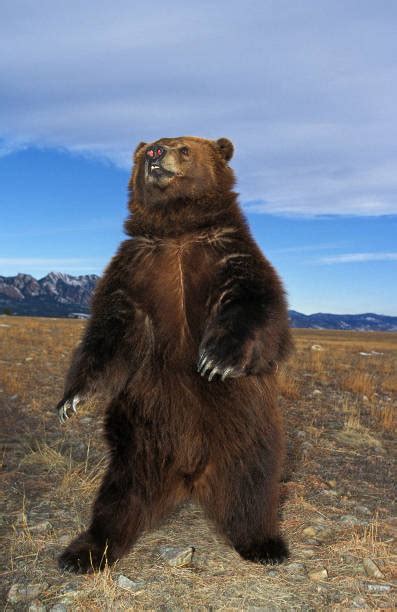 Kodiak Brown Bear Stock Photos Pictures And Royalty Free Images Istock