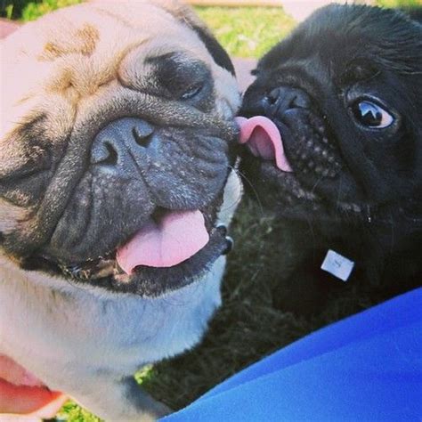 Pugs And Kisses Dog Pictures Animal Pictures Amor Pug Pug Cross