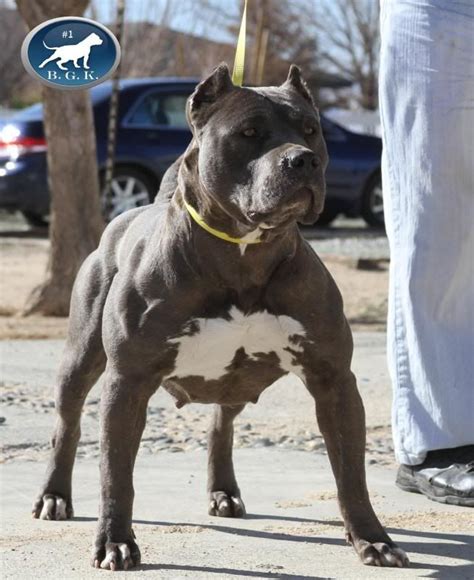 Purebreed pitbull puppies for sale with one year health guarantee, contact us now. Pin by Danielle Luker on Dogs | Pitbull puppies for sale ...