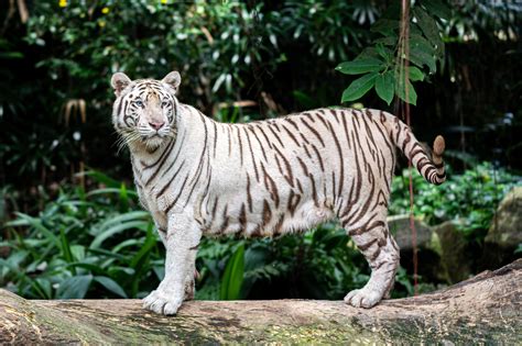 19 White Tiger Facts For Kids A Majestic Species Of The Wild