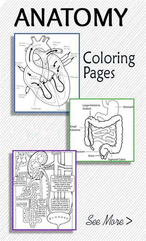 11 Best Free Printable Anatomy Coloring Pages For Adults Teaching