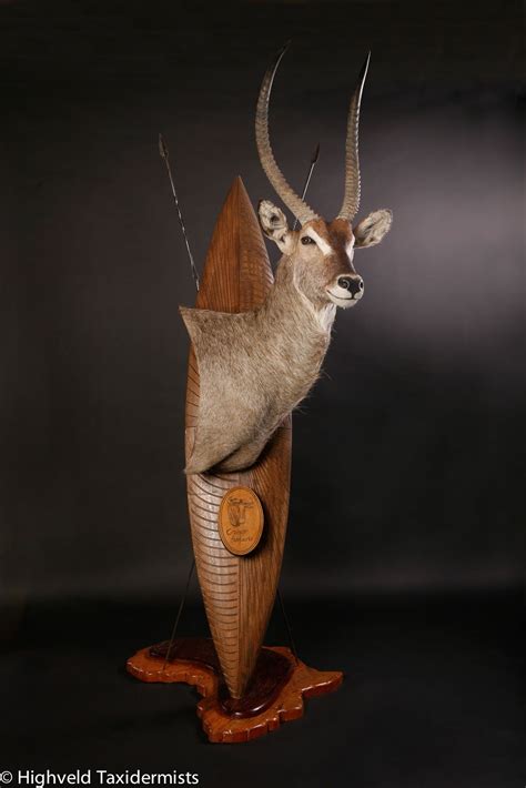 Waterbuck Zulu Shield Pedestal Trophy Mount By Highveld Taxidermists