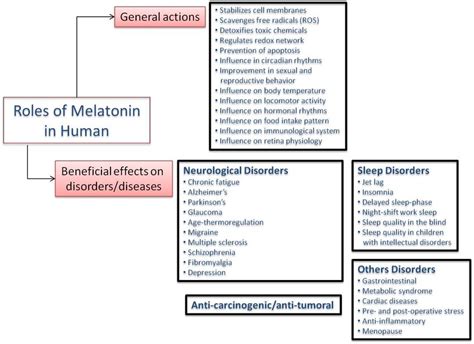 Roles Of Melatonin In Human Physiology Download Scientific Diagram