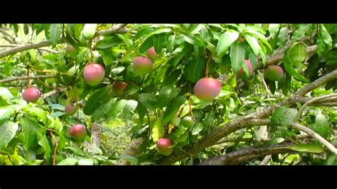We inspire and unite people through our passion for style and culture. Cultivo de Mango Parte 1 - Tv agro By Juan Gonzalo Angel ...