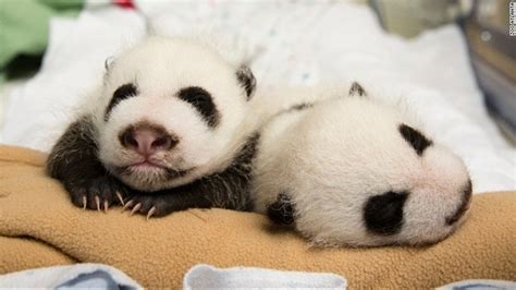 Atlanta Panda Twins Receive Names