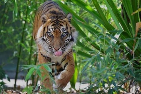 Lupa Tutup Kandang Pegawai Taman Safari Tewas Diserang Harimau