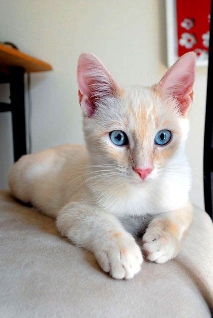 13 Best Flamepoint Siamese Cats Images On Pinterest Baby Kittens