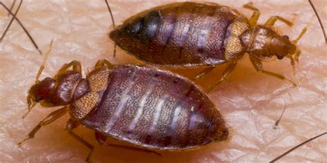 Bed Bugs Pest Control For Bed Bugs