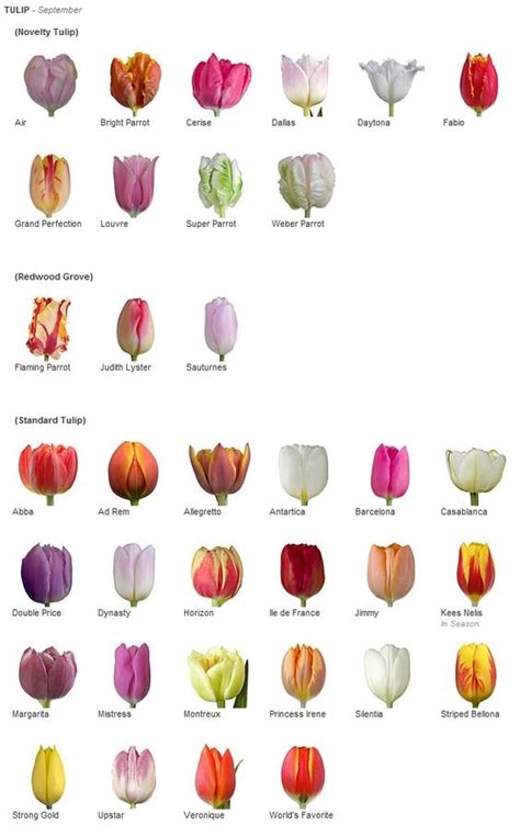 How To Grow Tulip Bulbs In A Vase